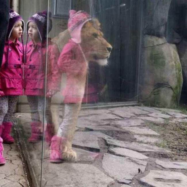 Cute lion