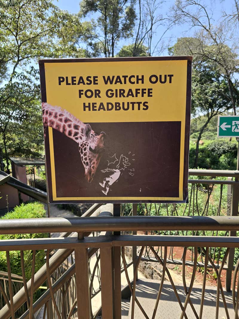 Giraffe Headbutts
