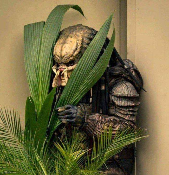 People keep telling me there's something hiding in this plant but I don't see it
