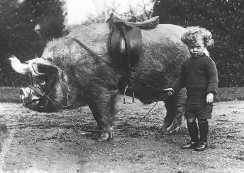 Jesus rode a donkey. Who's this guy?
