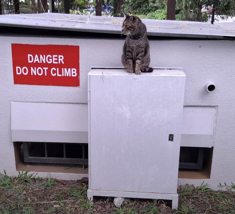 Rules are for dogs