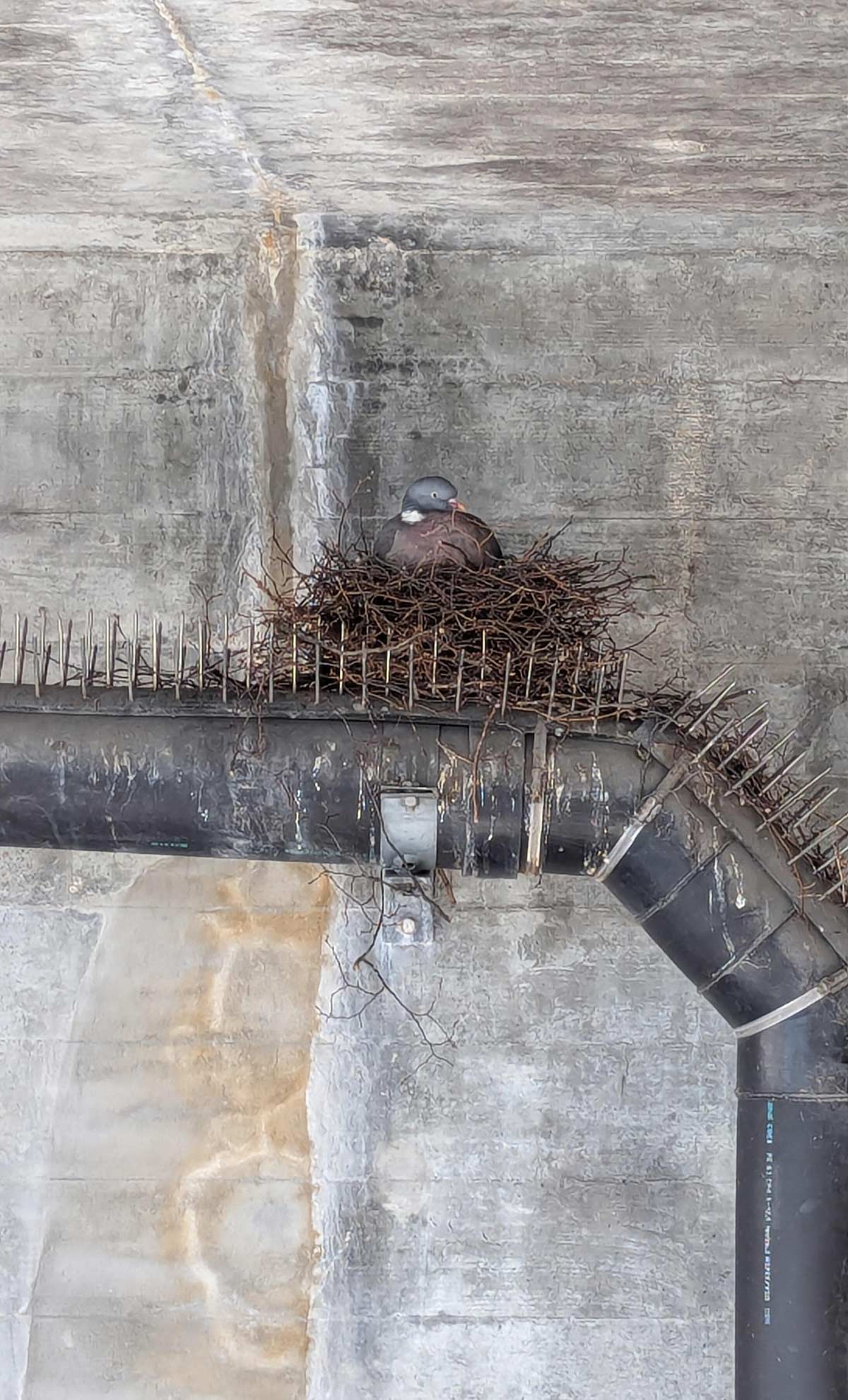 Pigon built its nest on anti-pigeon spikes