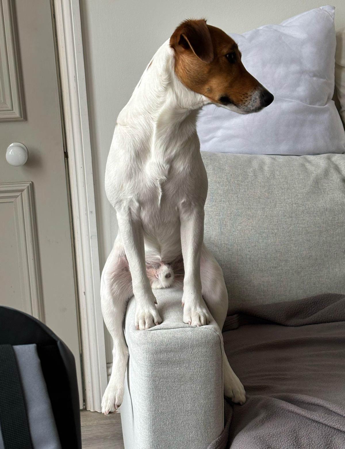 The way our dog sits on the sofa