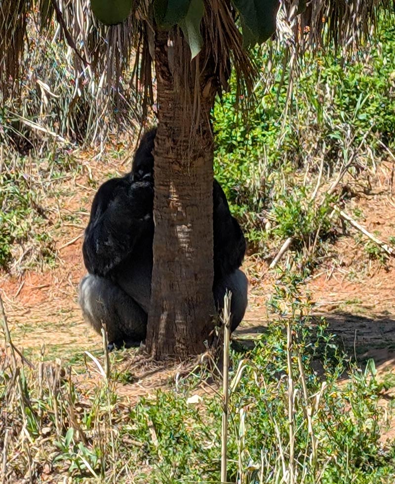 Went to the zoo yesterday and spotted this master of camouflage