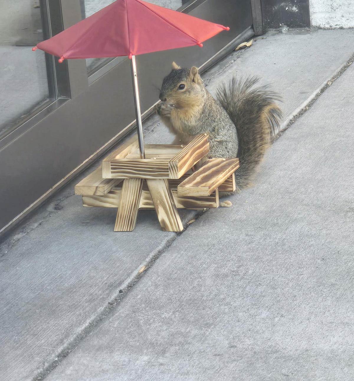 This squirrel has a designated dining spot at a local restaurant