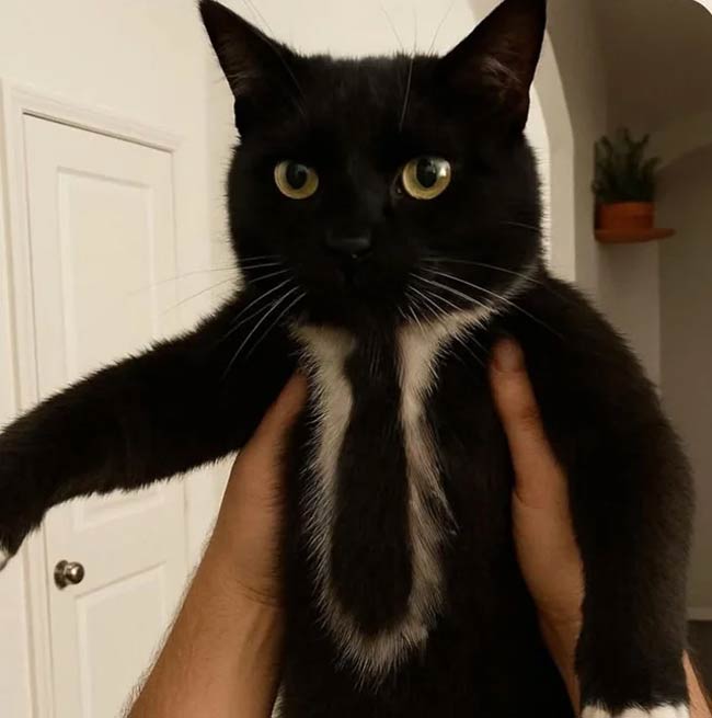 Just got promoted to Assistant Regional Meow-nager!