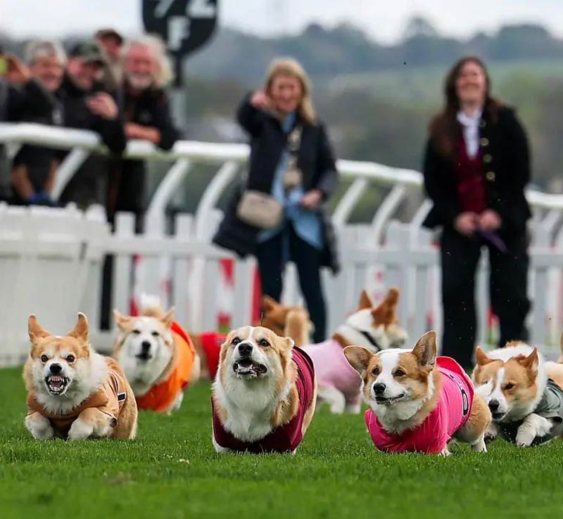 Corgi on the far left is NOT here to make friends