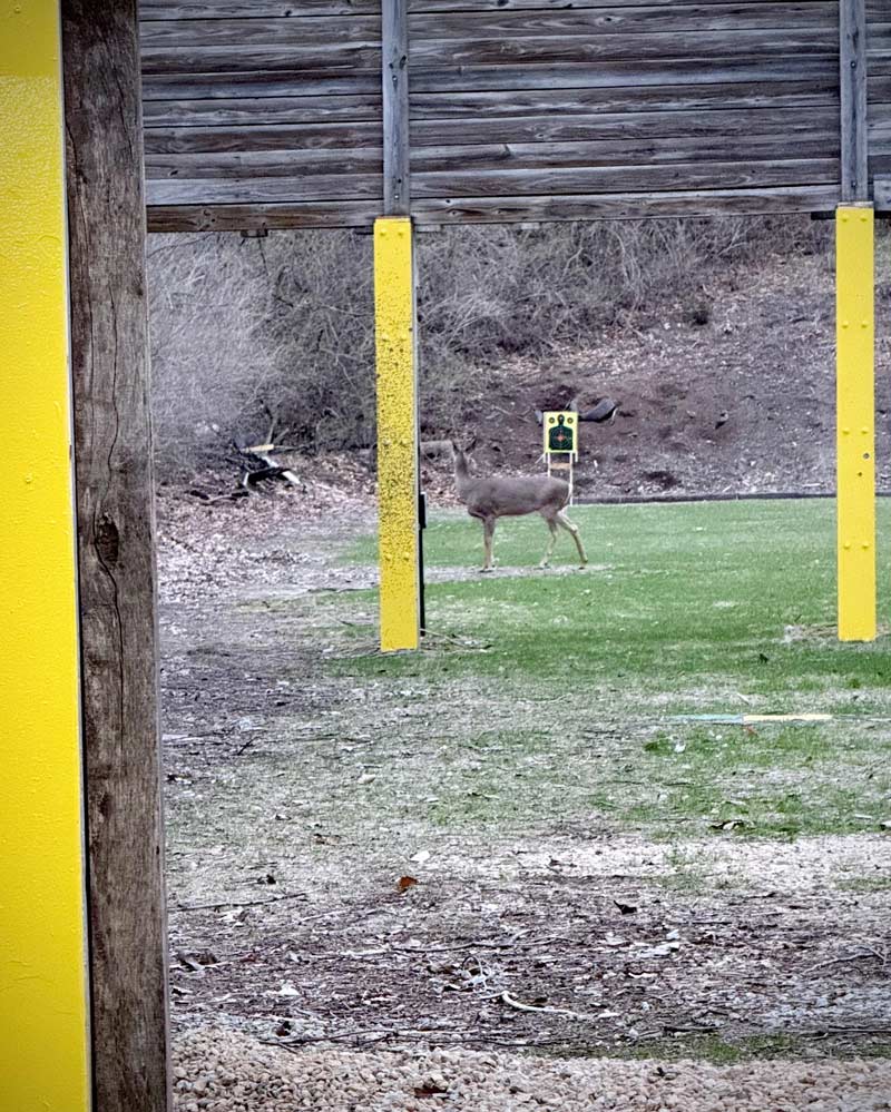 Deer in Iowa aren’t very smart...