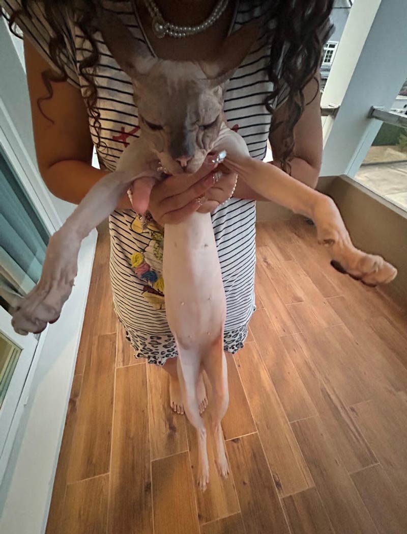 My gf's cat