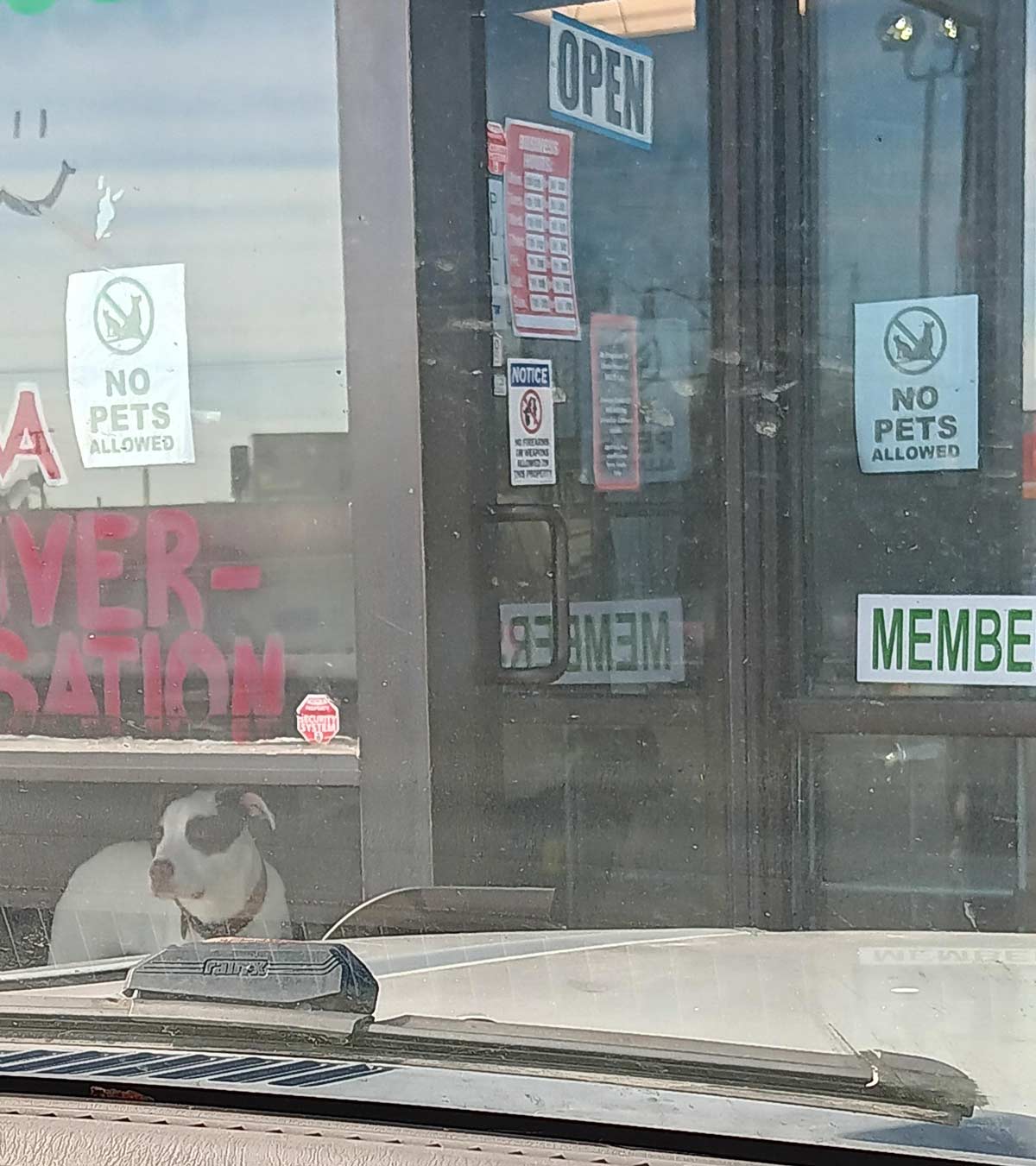 No pets allowed