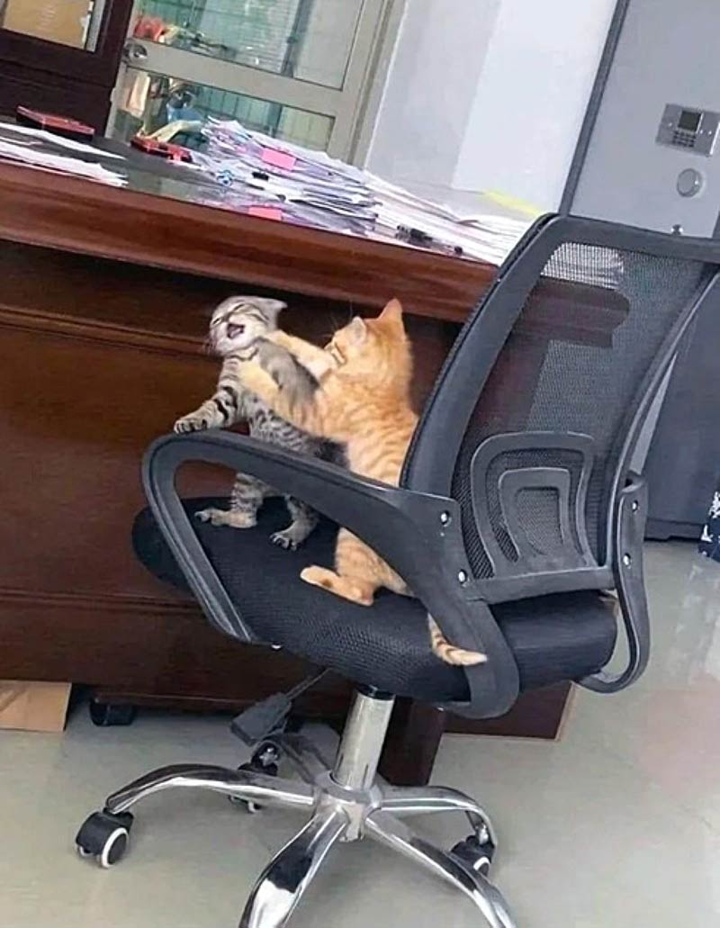 Workplace drama