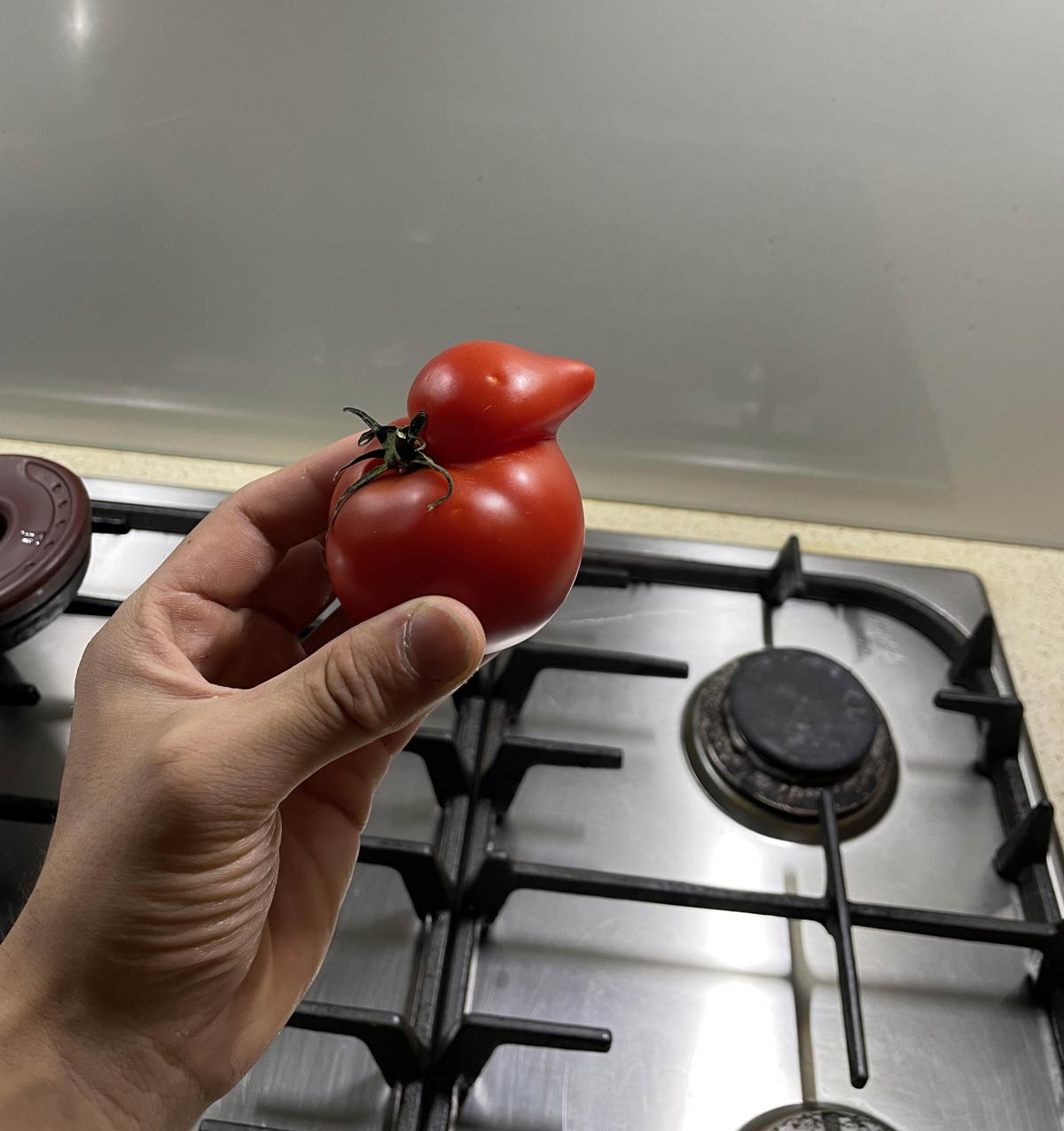 I found a perfect duck tomato