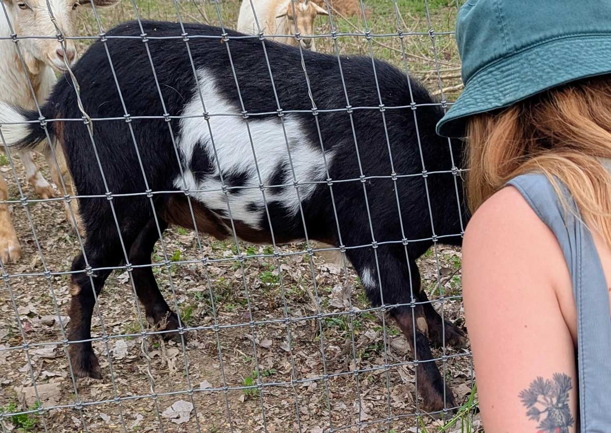 This goat eating has an eating goat on it