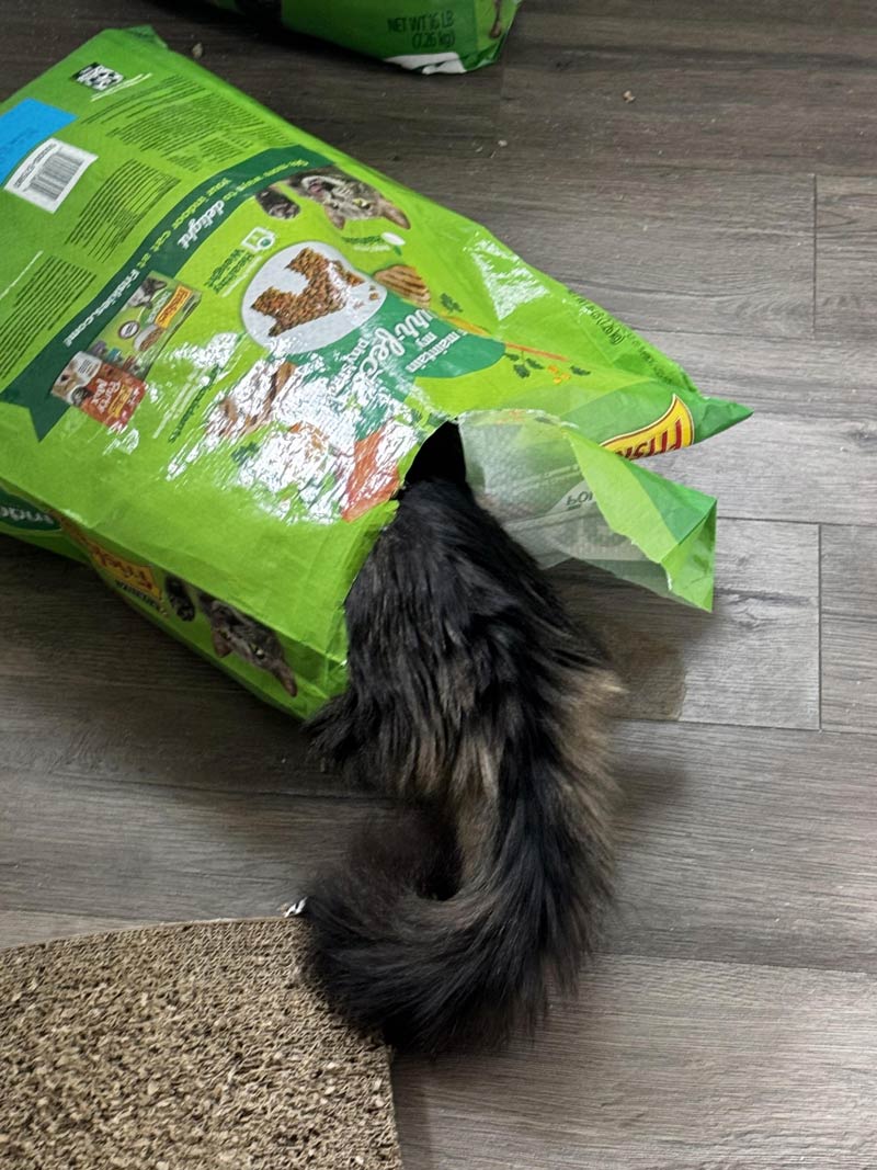 Apparently Lilo is hungry and didn’t want to wait