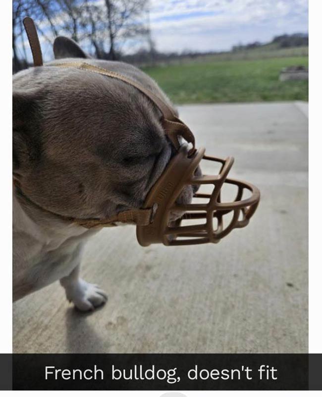 Found this review while searching for a muzzle for my dog who eats inedible things on walks