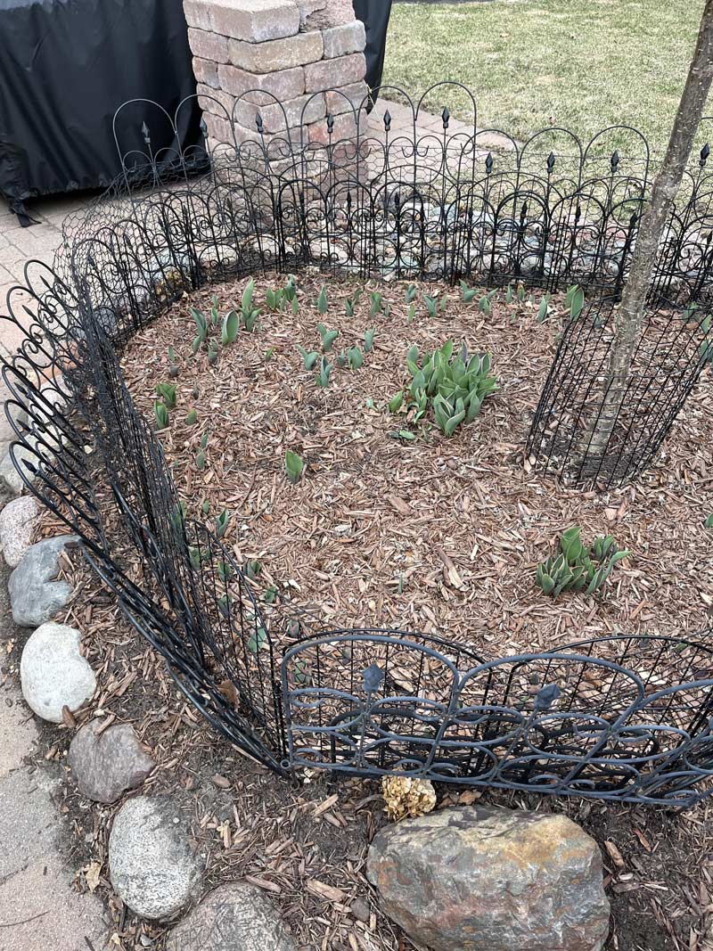 My wife REALLY does not want the rabbits in her tulips