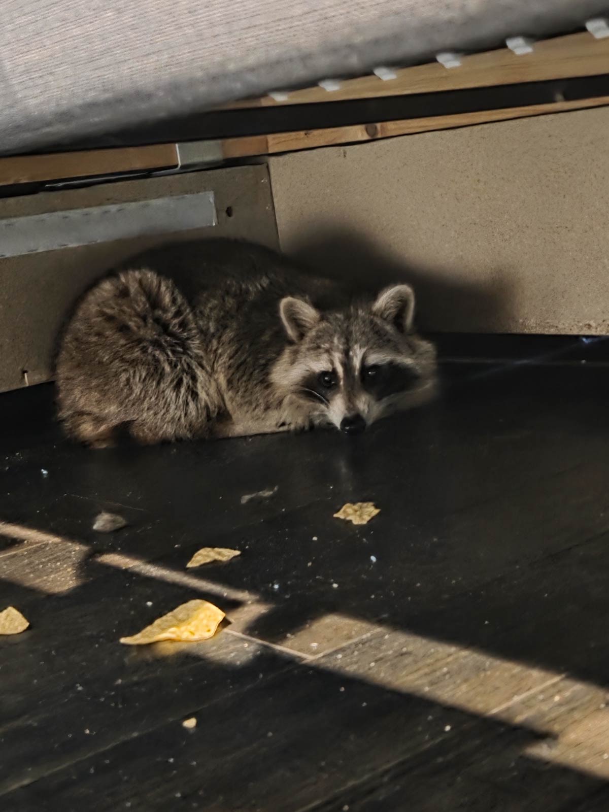 A raccoon broke into my apartment. lured him out with a trail of chips. love you, Randy