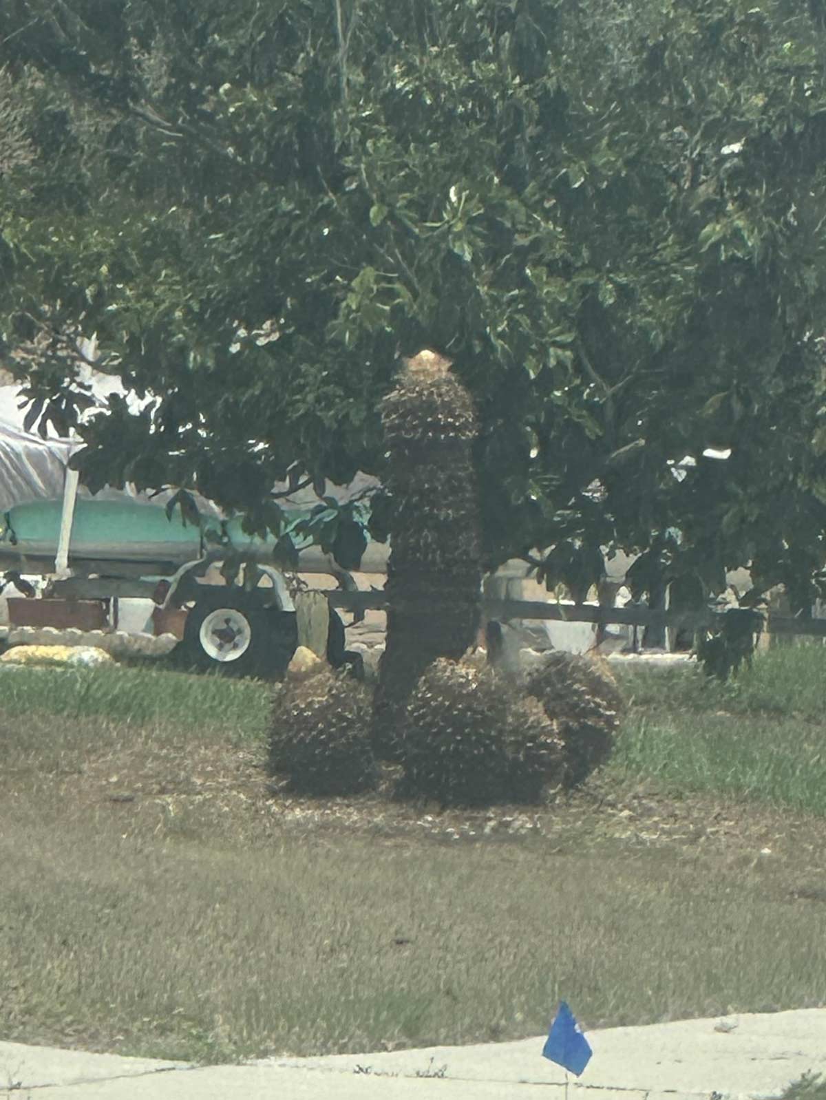 My father in law trimmed our sago palm. Send help