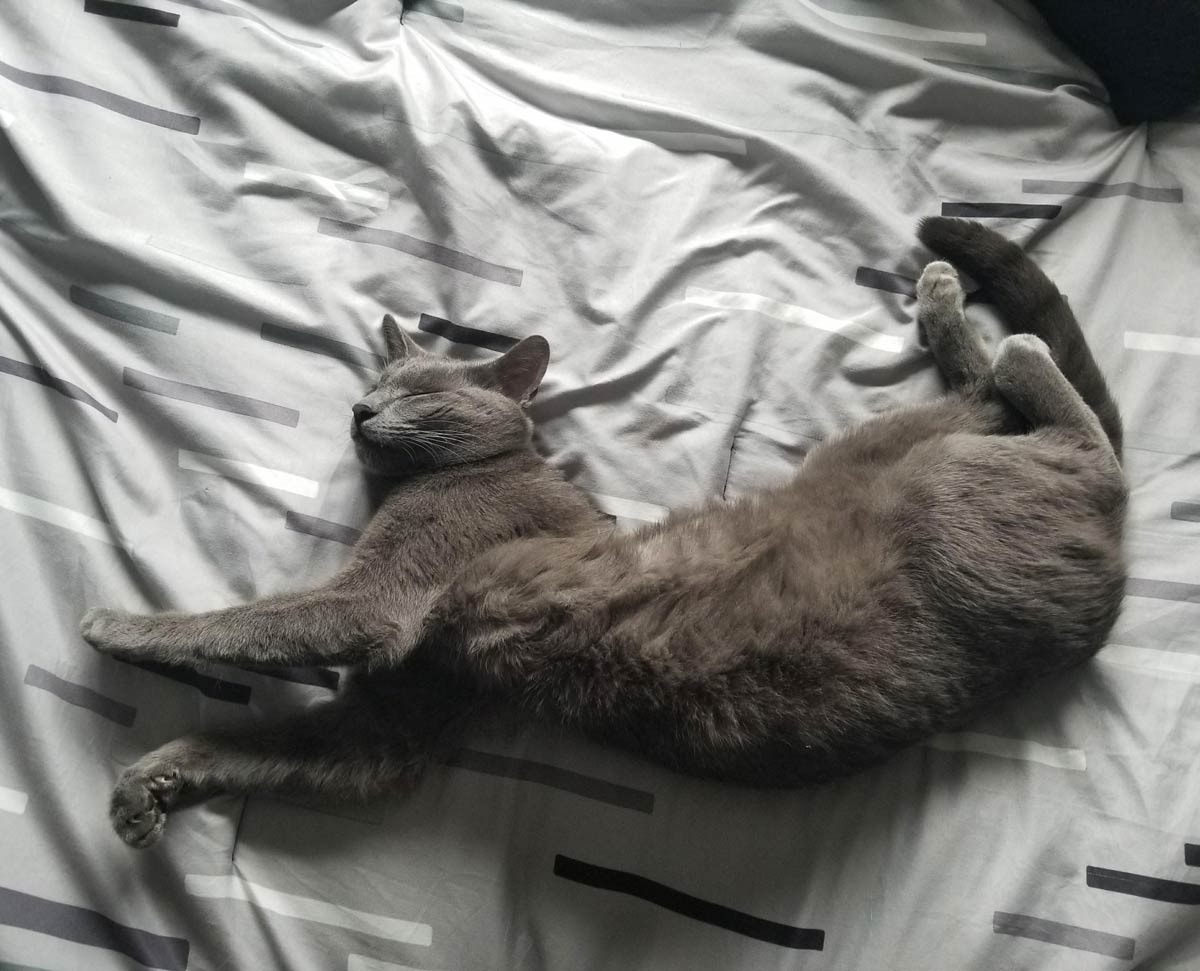 Should I be calling a vet or an exorcist?