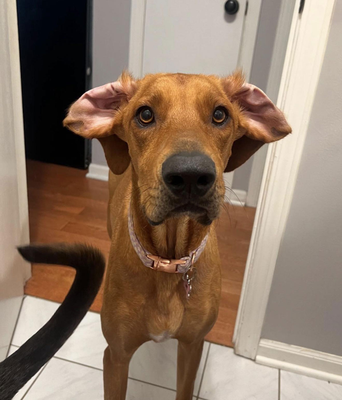 Bambi is all ears