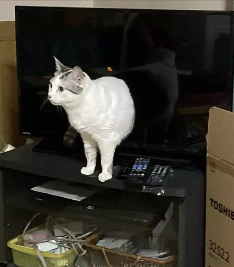 Cat stepping out of the TV