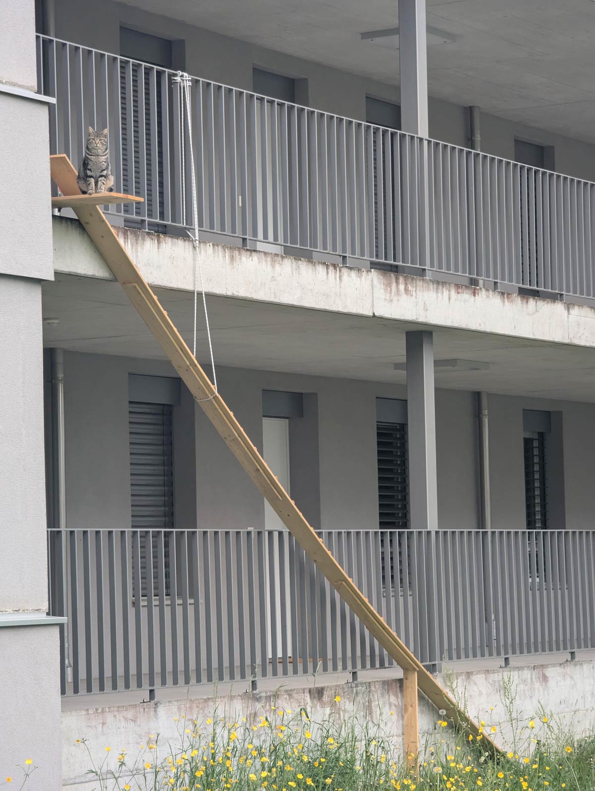 This cat has a cool ramp