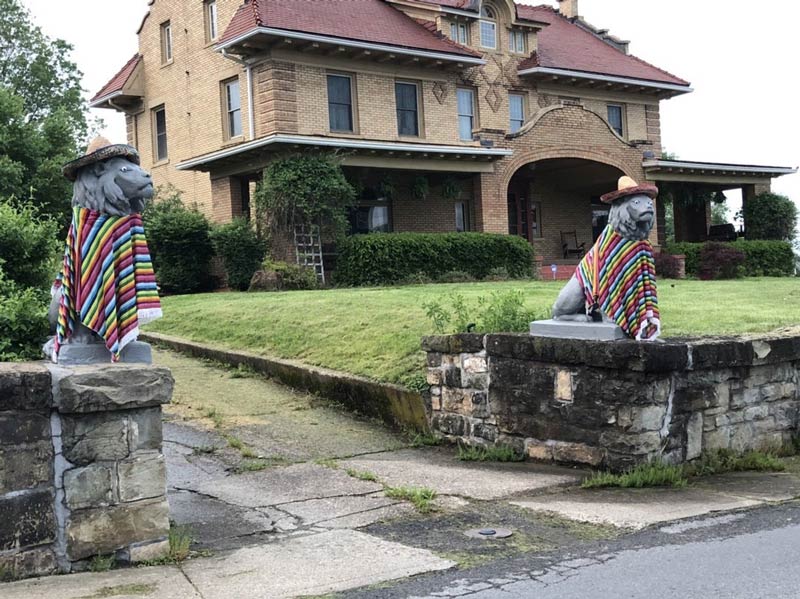 These lions are feline festive for Cinco de Mayo!