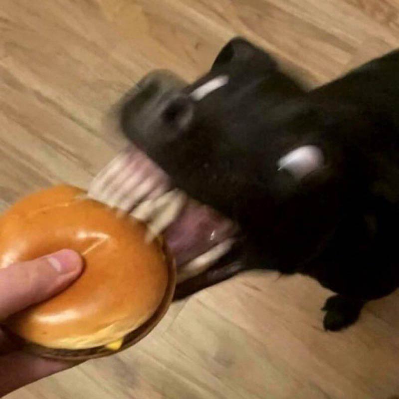 Goblin dog