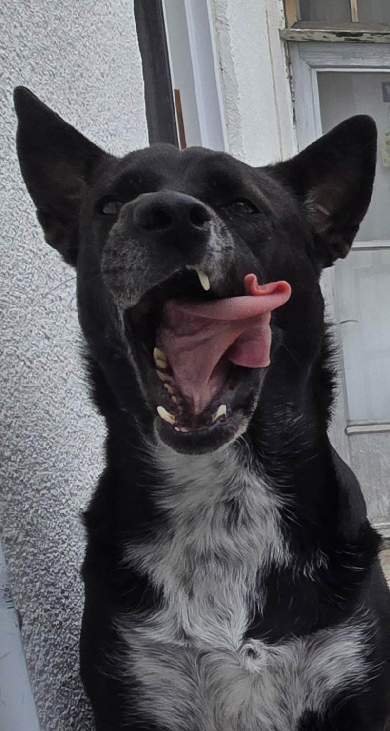 Is my dog Venom?