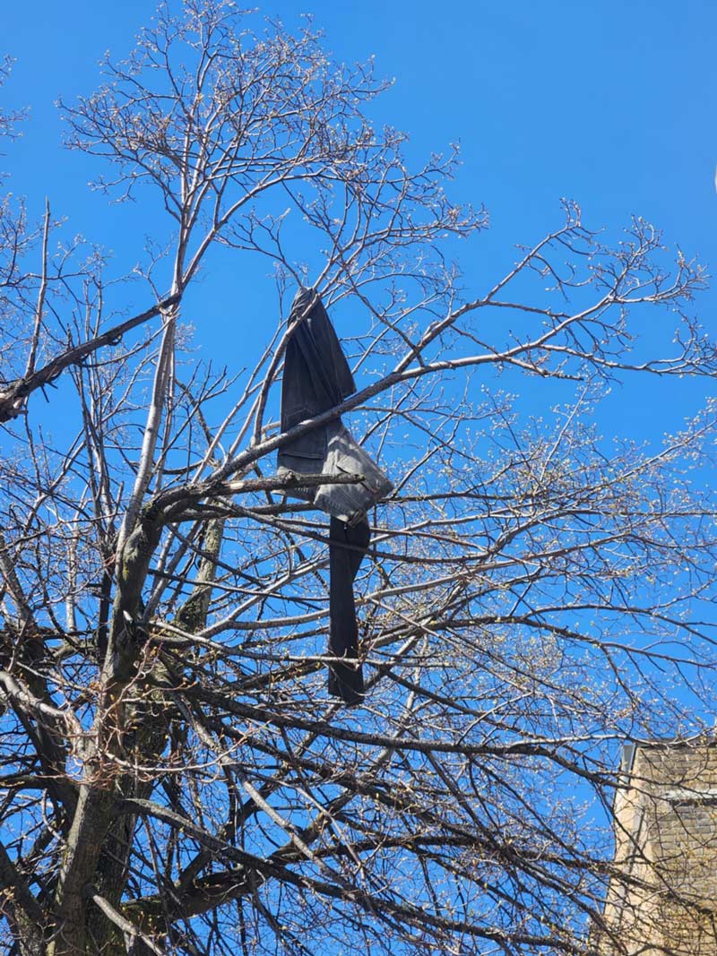 My pant tree is bare