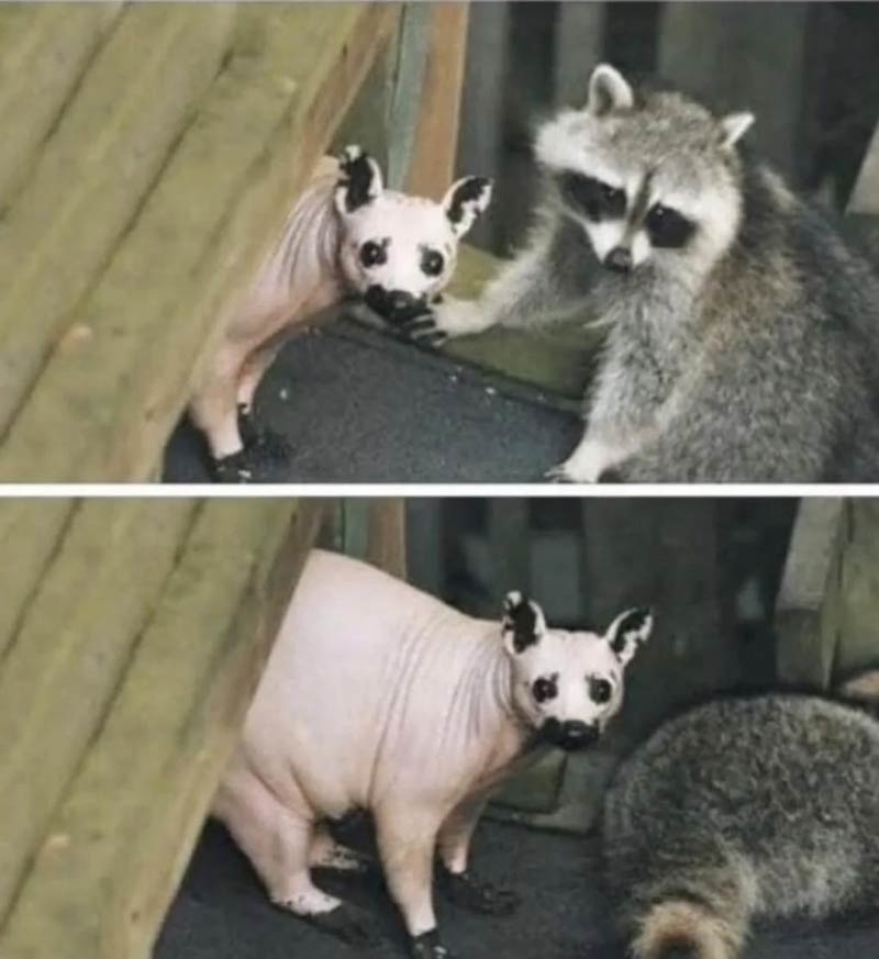 Naked raccoon
