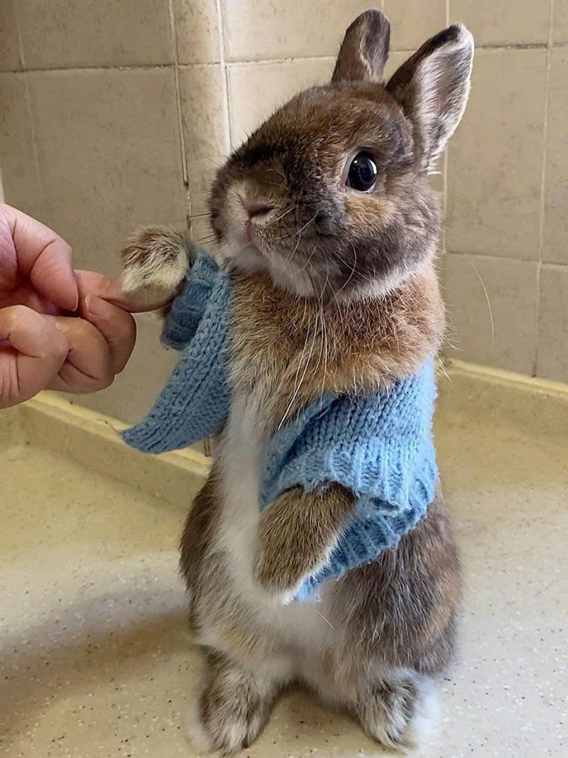 Refined gentleman
