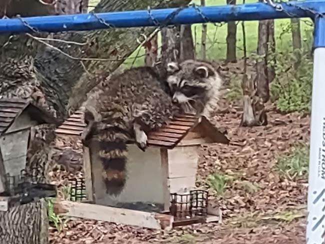 My mother spotted an elusive Ring-tailed Scrounger on her birdfeeder