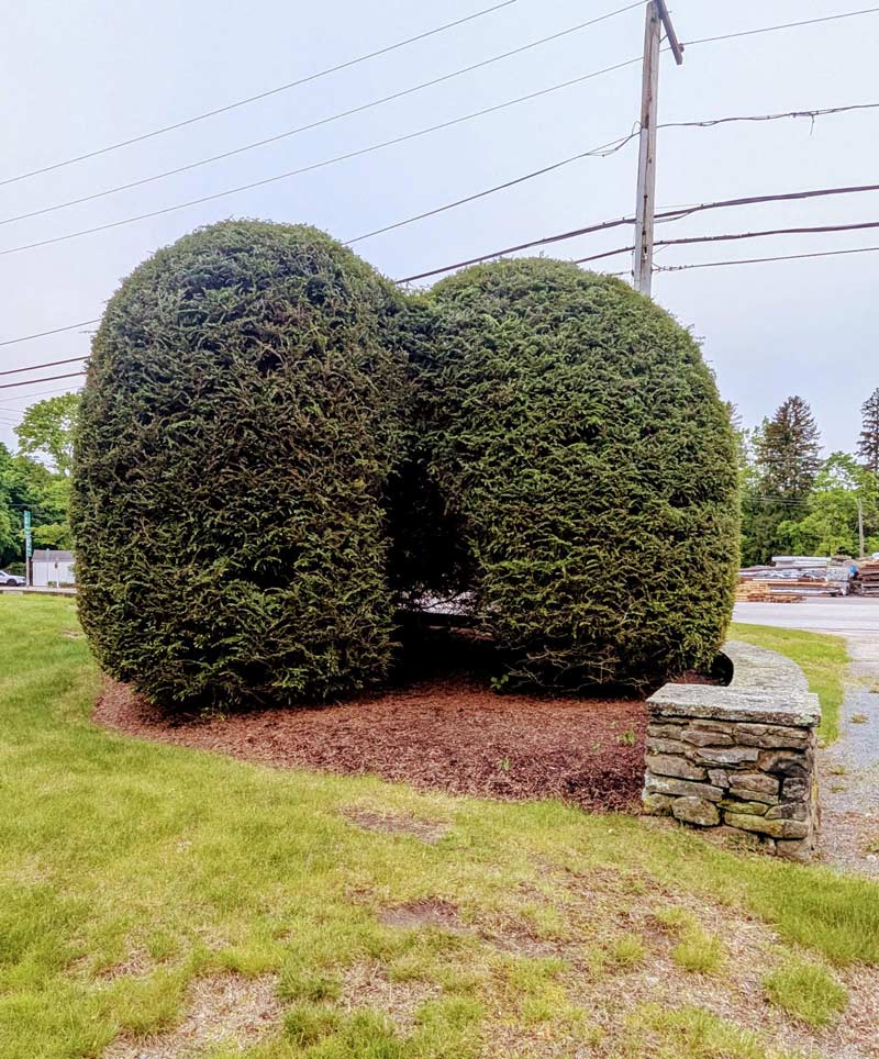 This bush at the local cemetery