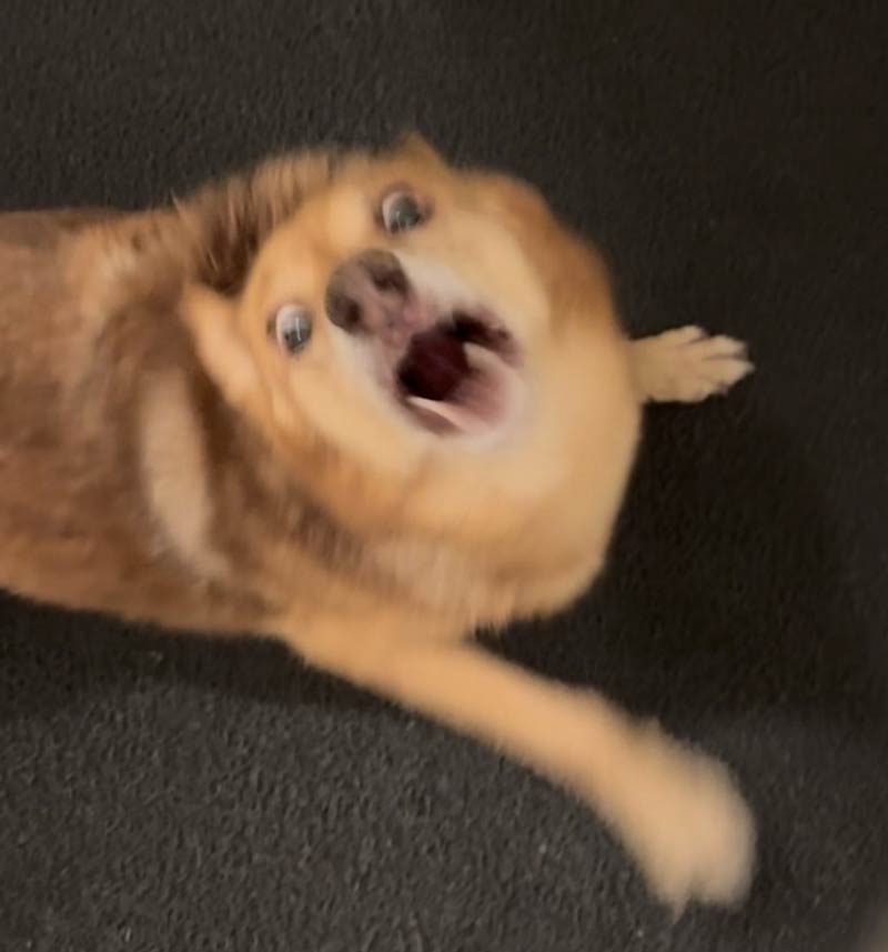 My GF's dog barking