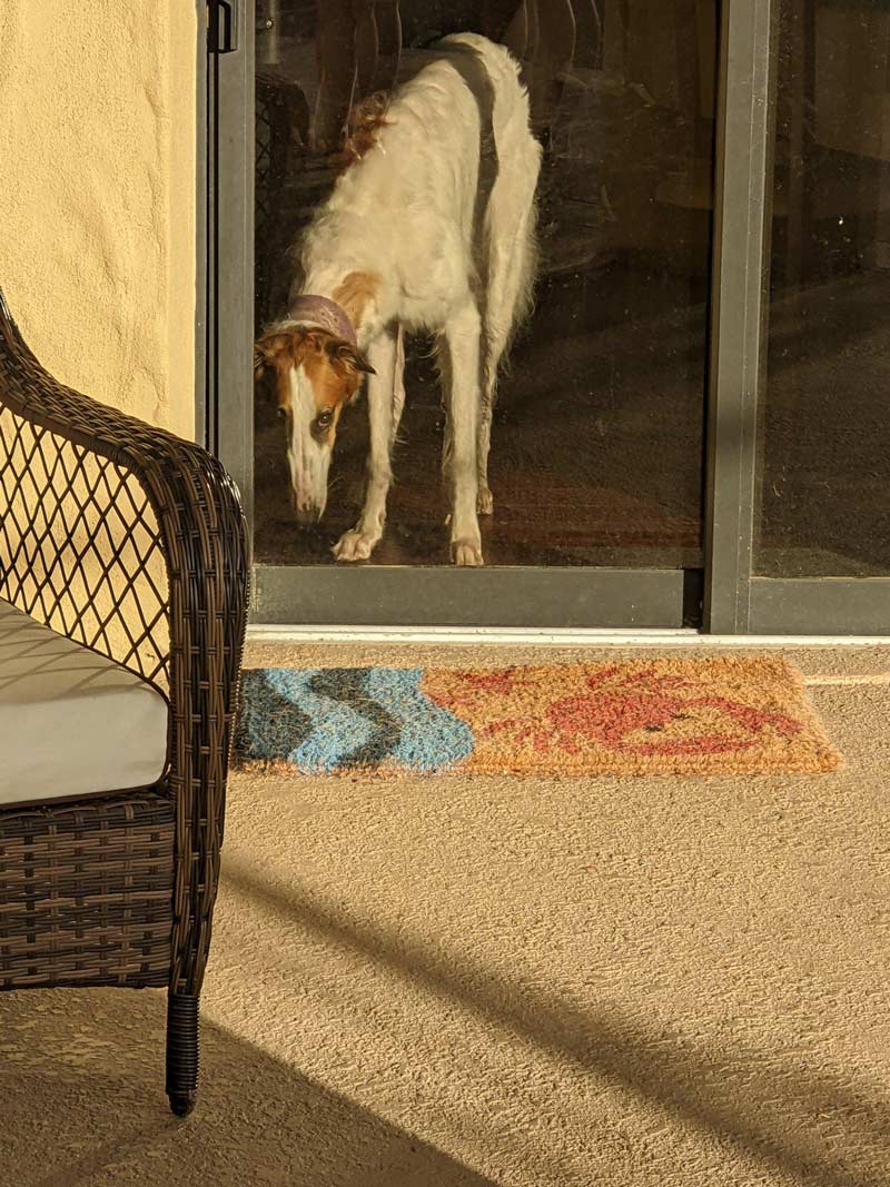 My dog kinda looks like an oil painting in this photo