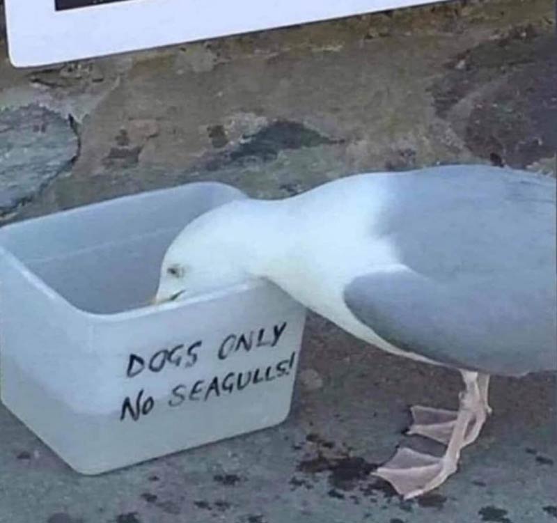 Seagulls care nothing for the laws of man