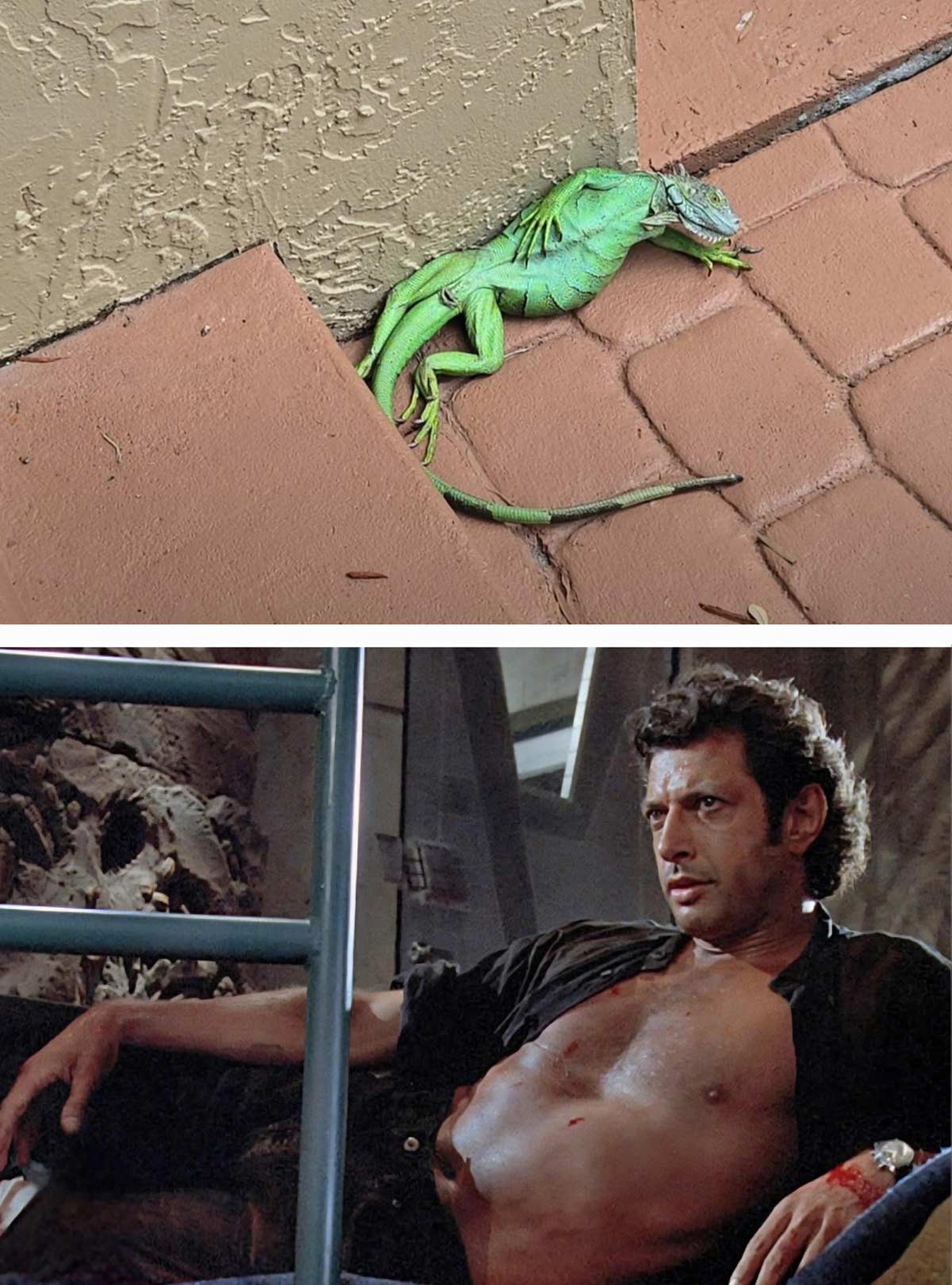 This lizard was just chillin like this
