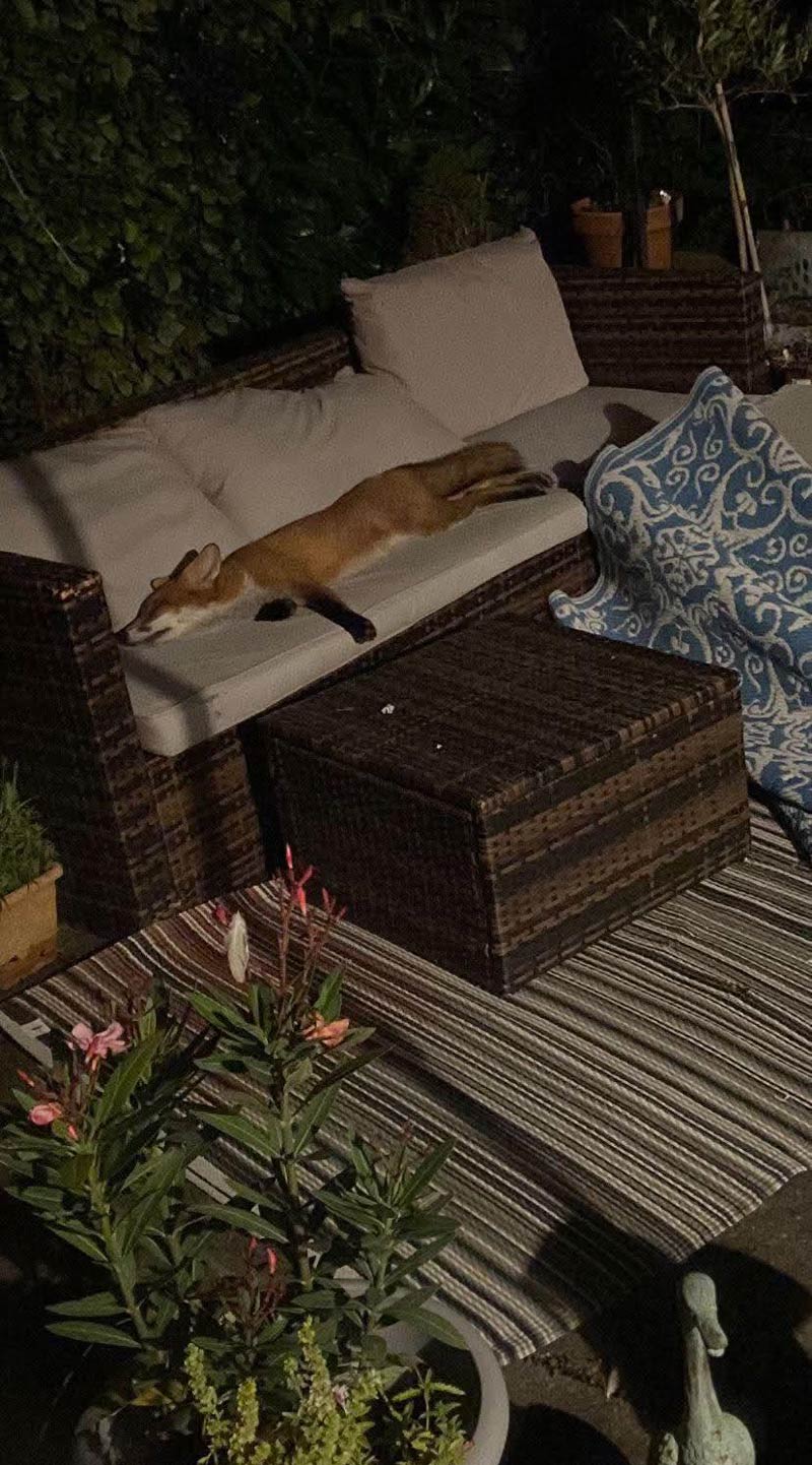 Must have been a long day for this one