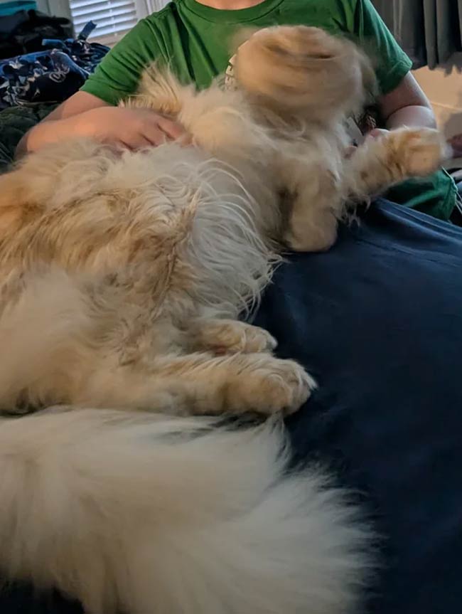Took a pic of my cat mid head shake
