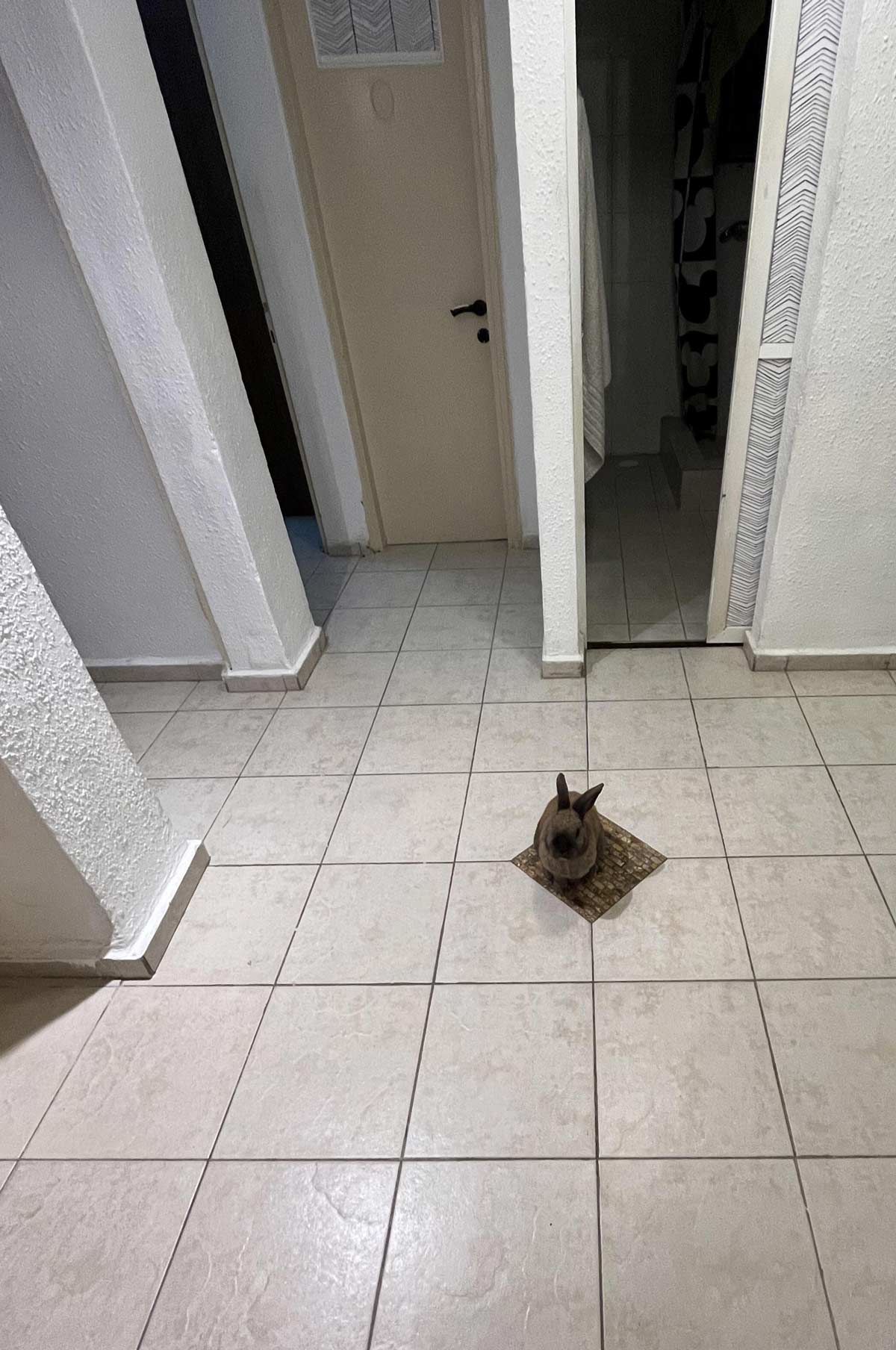 My bunny always chooses to sit on this floor tile that’s the same color as him