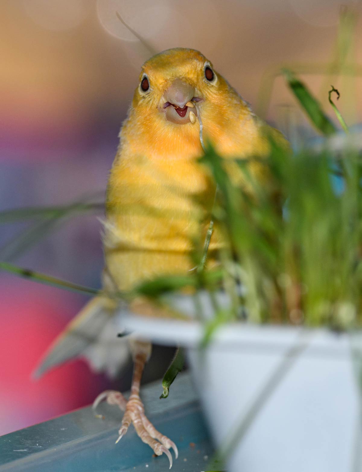 I wasn't stealing the seeds