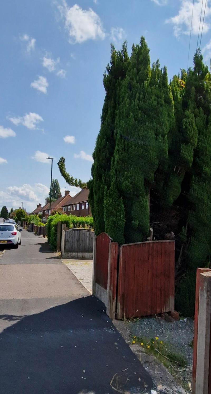 The infamous rude tree on my road