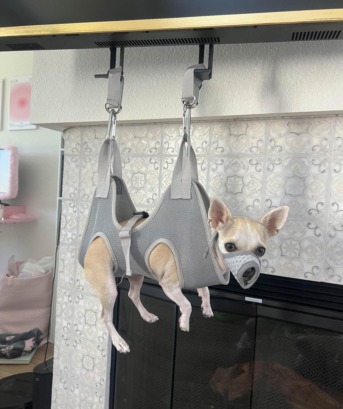 Have the lambs stopped screaming, Clarice