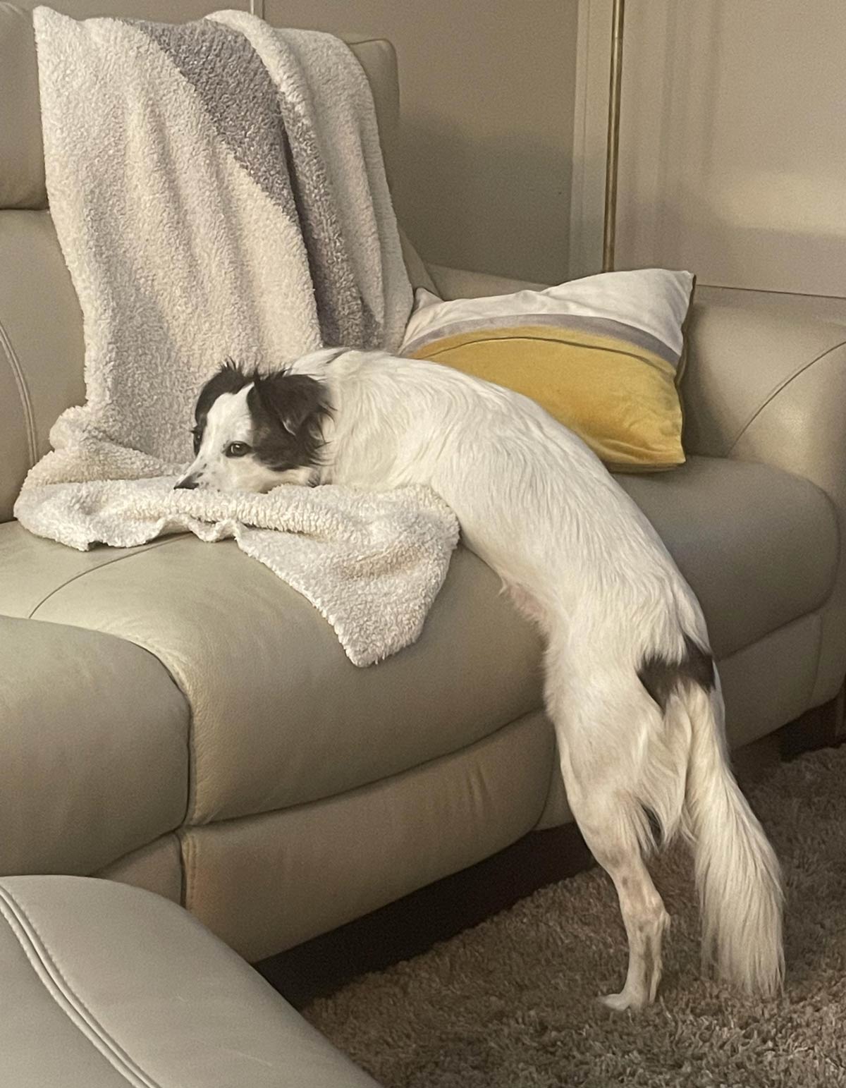 Not allowed on the furniture