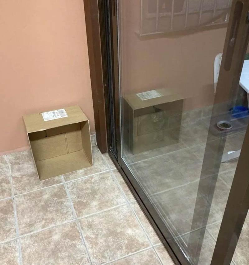Schrödinger's cat
