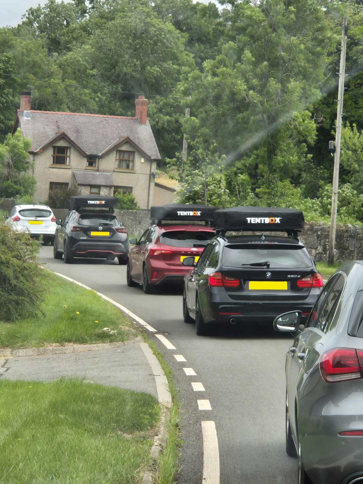 Beautiful. Spotted this family of Tentboxes migrating back to the suburbs
