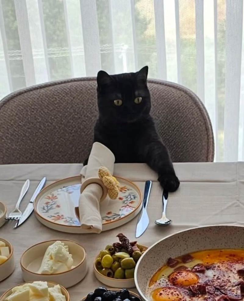 Looks like the cat's leg is in a cast