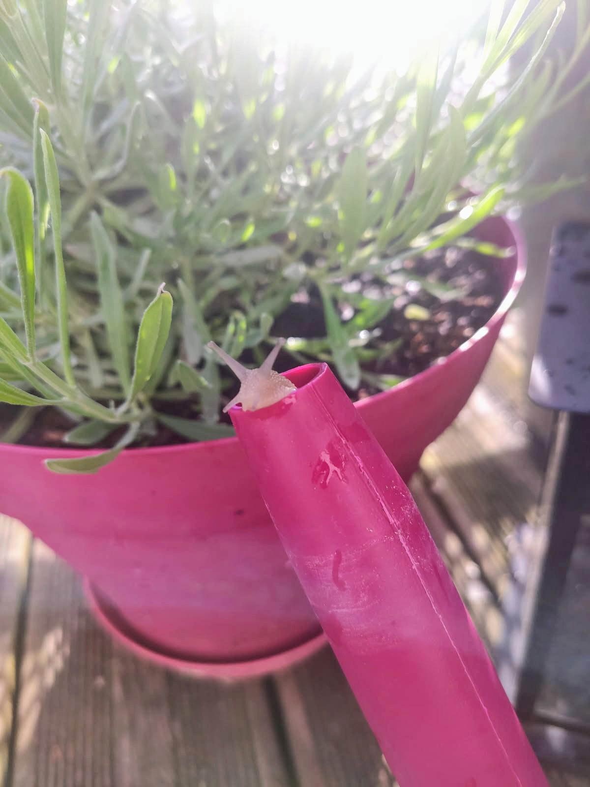 The watering can wasn't flowing properly, then the culprit came out