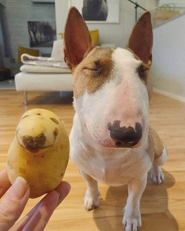 Please tell me the dog's name is Spud